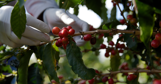 What Is a Coffee Cherry? The Fruit Behind Every Cup of Coffee