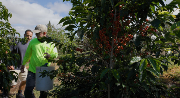 What Is Single Origin Coffee? Understanding Where Your Coffee Comes From
