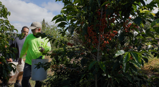 What Is Single Origin Coffee? Understanding Where Your Coffee Comes From