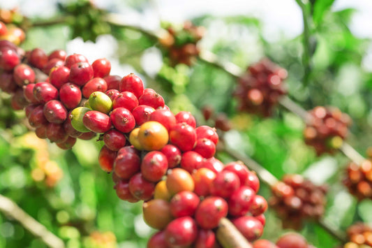 All About Peaberry - Peaberry Coffee Guide - Maui Coffee